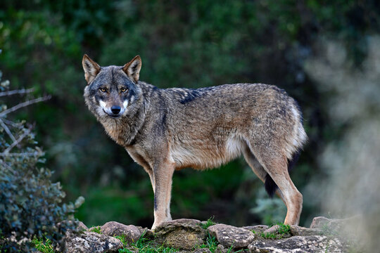 Iberian wolf // Iberischer Wolf // Lobo ib&eacute;rico (Canis lupus signatus)