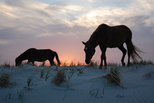 Wild horses making their way along the sand dunes at sunset, on Assateague Island, in Worcester County, Maryland.