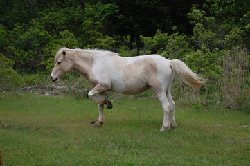 A beautiful white, wild horse, with overgrown hooves roaming Assateague, in Worcester County, Maryland.
