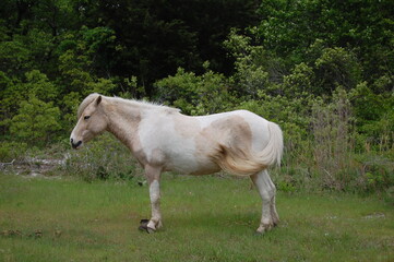 Obraz na płótnie Canvas A beautiful white, wild horse, with overgrown hooves roaming Assateague, in Worcester County, Maryland.
