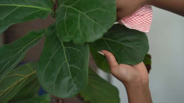 Young woman cleaning leaf taking care of her ficus lyrata house plant