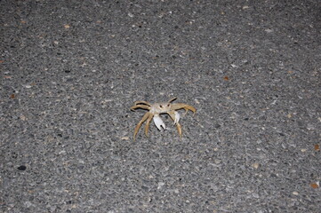 Ghost crab making his way across the asphalt on Assateague Island, Maryland.
