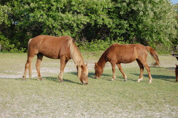 Naklejka na ściany i meble Wild horses feeding on the grasses that grow on Assateague Island, in Worcester County, Maryland.