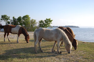 Wild horses feeding on the grasses that grow on Assateague Island, in  Worcester County, Maryland.