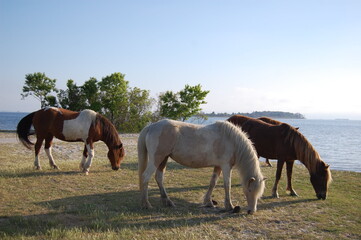 Obraz premium Wild horses feeding on the grasses that grow on Assateague Island, in Worcester County, Maryland.
