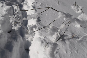 Snowflakes  on the  dry branch and flowers