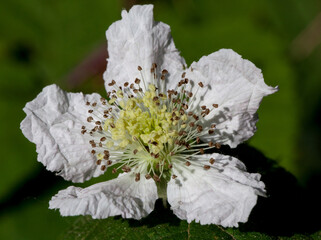 Macrophotographie De Fleur Sauvage Melisse Officinale Melissa Officinalis Wall Mural Panosud360