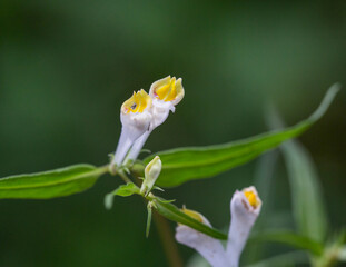 Macrophotographie de fleur sauvage - Mélampyre des prés - Melampyrum pratense
