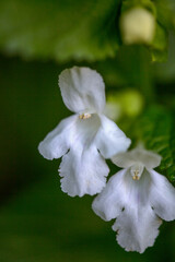 Macrophotographie de fleur sauvage - Mélisse officinale - Melissa officinalis