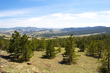 Fototapeta na wymiar Divčibare Mountain in Serbia. View of natural expanses, hills in the distance and pine trees. This mountain is a popular tourist destination.