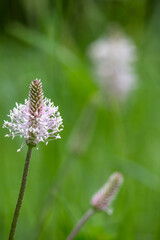 Macrophotographie de fleur sauvage - Plantain lancéolé - Plantago lanceolata