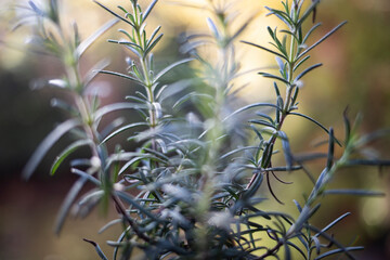 rosemary