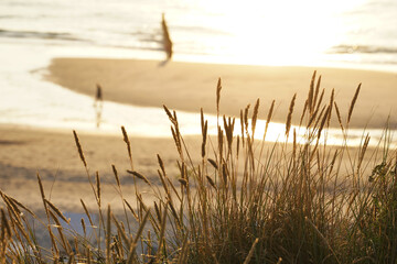 Romantische Abendstimmung am Strand Dünengras im Vordergrund Sonnenuntergang und Meer im...