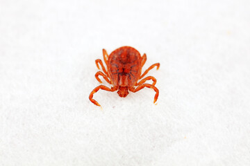 Hard tick on white background,  North China