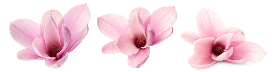 Set with beautiful magnolia flowers on white background. Banner design