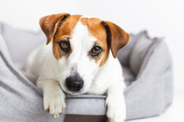 Portrait close-up of a dog jack russell terrier lying in a gray pet bed and looking at camera, on a light background. Eco-friendly pet products. Love and care for pets, healthy, veterinary medicine.