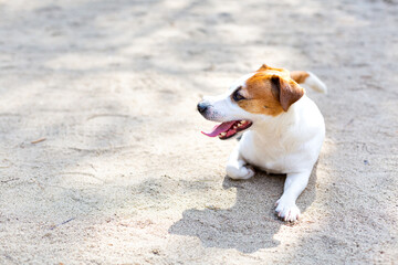 A Jack russell terrier dog lying on the sand with his tongue out on a hot summer day. Sweating,...