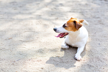 A Jack russell terrier dog lying on the sand with his tongue out on a hot summer day. Sweating, dehydration, heavy breathing. Caring for and taking care of pets, veterinary care. Walking the dogs.