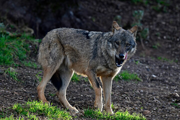 Iberischer Wolf // Iberian wolf // Lobo ibérico (Canis lupus signatus) © bennytrapp