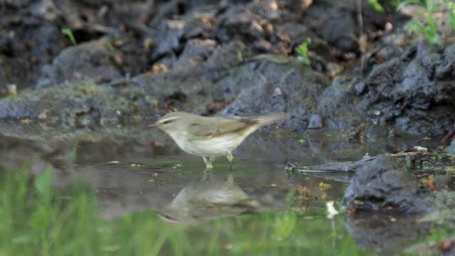 The willow warbler bird taking a bath, Phylloscopus trochilus