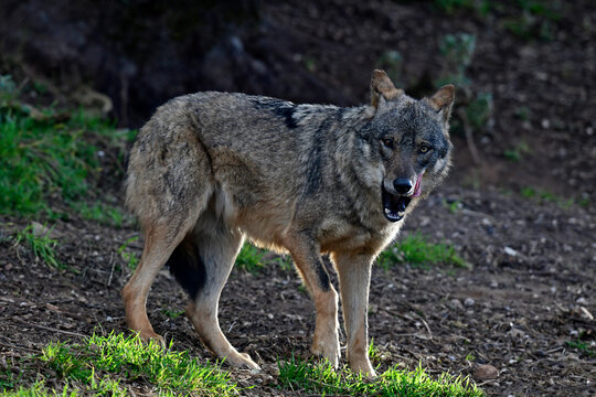 Iberischer Wolf // Iberian wolf // Lobo ib&eacute;rico (Canis lupus signatus)