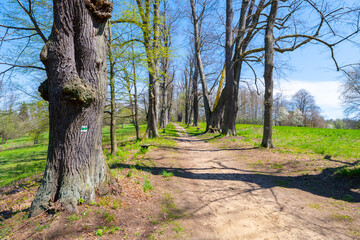 Linden tree alley with dusty country road. Near Lemberk Castle, Czech Republic