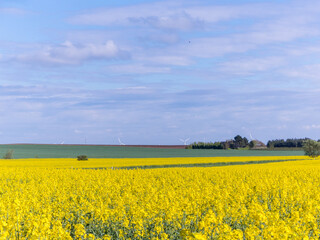Rape Field Landscape. Blooming rapeseed field of Denmark against the blue sky with clouds
