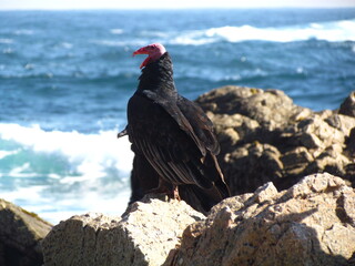 Jote, Zopilote negro