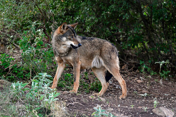 Iberischer Wolf // Iberian wolf // Lobo ibérico (Canis lupus signatus) © bennytrapp