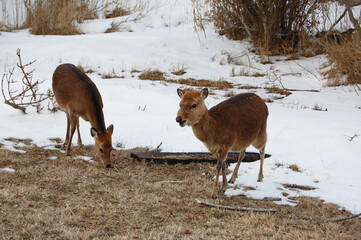 Sika deer roaming Assateague Island, on a cool winter's day in Worcester County, Maryland.