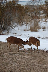 Sika deer roaming Assateague Island, on a cool winter's day in Worcester County, Maryland.