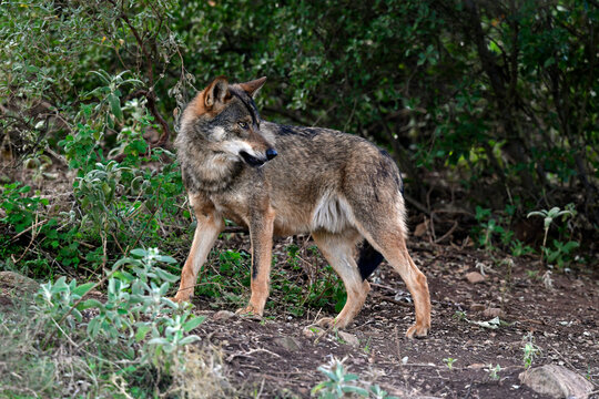 Iberischer Wolf // Iberian wolf // Lobo ib&eacute;rico (Canis lupus signatus)
