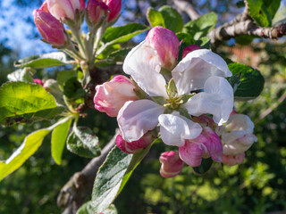 Fototapeta na wymiar Spring flowers. Apple tree blossom with green leaves in background. Flowers in May.