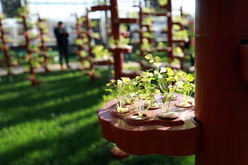 Soilless vegetables are in the greenhouse