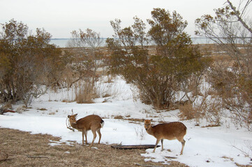Sika deer roaming Assateague Island, on a cool winter's day in Worcester County, Maryland.
