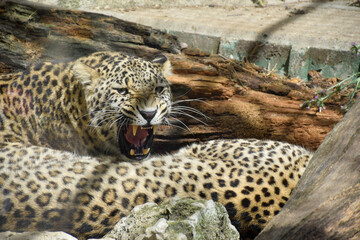 leopard in the zoo