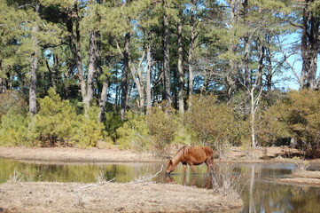 Wild horses feeding on the salt marsh cordgrass at the Chincoteague National Wildlife Refuge, on the Virginia side of Assateague Island