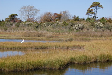 The beautiful scenery of Assateague Island, in Worcester County, Maryland.