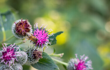 Blooming thistle flower. Honey bee on the flower. 