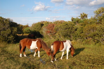 Wild horses living on Assateague Island, in Worcester County, Maryland.