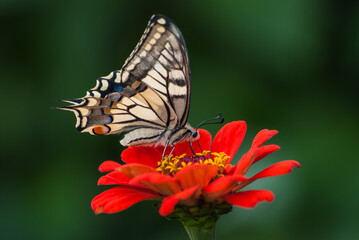 Papilio machaon butterfly, known as common yellow swallowtail or Old World swallowtail, sitting on...