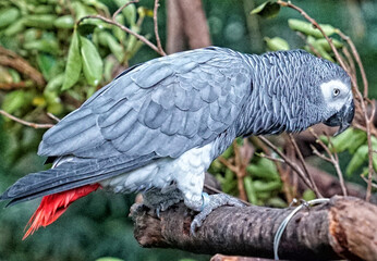 Chimelong Safari Park Guangzhou birds life bright colors
