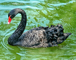 Fototapeta premium Chimelong Safari Park Guangzhou swan