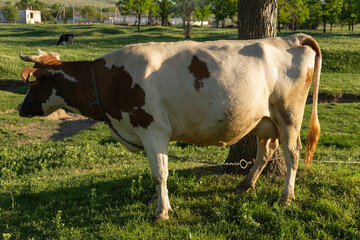 A spotted cow grazes in a green meadow. Portrait of a horned animal.