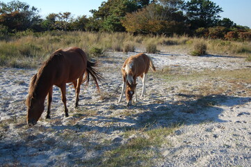 A mama wild horses and her foal feeding on the dune grass on Assateague Island, in Worcester County, Maryland.