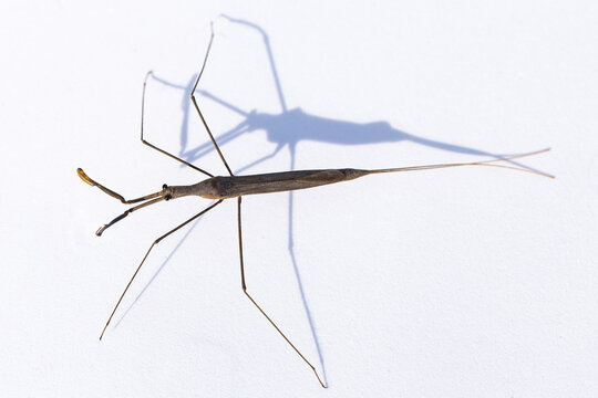 Ranatra linearis is a species of aquatic bug in the Nepidae family.