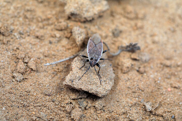 Bugs crawl on the ground, North China