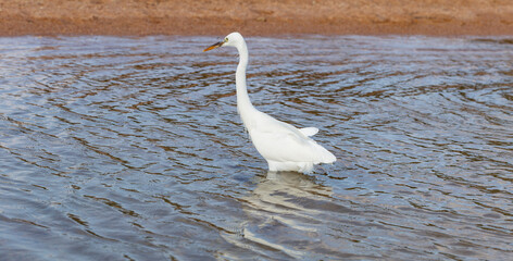 Little egret (Egretta garzetta). The white bird hunts fish in the red Sea.