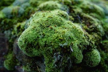 Oklahoma Moss located in the Ancient Forest Nature Preserve