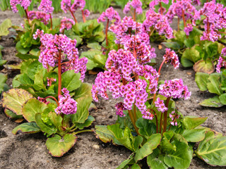 Pink Blossoming Frankincense Flower, Bergenia Crassifolia Closeup.